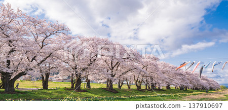 岩手縣:北上市北上天照地公園櫻花盛開 岩手縣:北上市北上天照地公園櫻花盛開 137910697