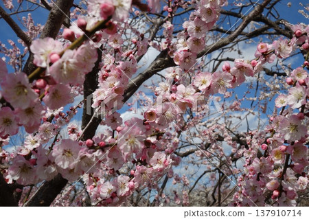 Plum of Kairakuen Plum of Kairakuen 137910714
