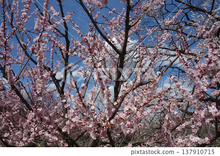 Plum of Kairakuen Plum of Kairakuen 137910715