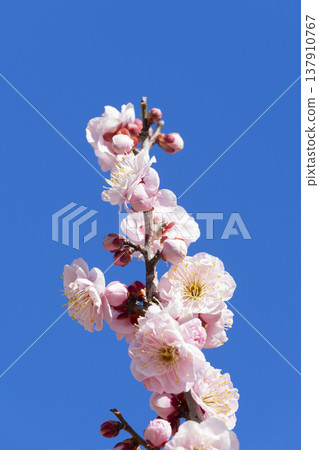 粉紅色的梅花 137910767