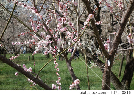 Plum tree Plum tree 137910816