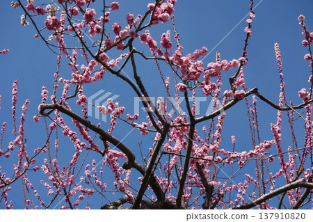 Plum tree 137910820