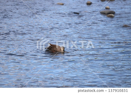 Mallard breeding behavior and mating Mallard breeding behavior and mating 137910831