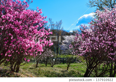 Akaya-shio rhododendrons in full bloom at the foot of Mt. Akagi, Maebashi City, Gunma Prefecture 137910922