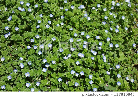 Persian speedwell Persian speedwell 137910945