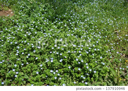 Persian speedwell Persian speedwell 137910946