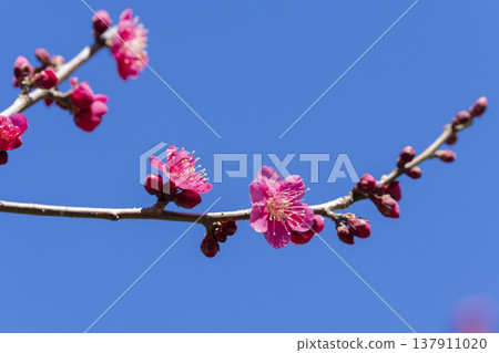 紅梅花 紅梅花 137911020