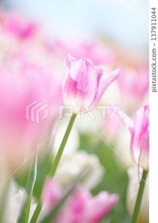 Tulip flowers that color spring Tulip flowers that color spring 137911044