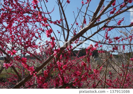 在Kairakuen的梅花 在Kairakuen的梅花 137911086