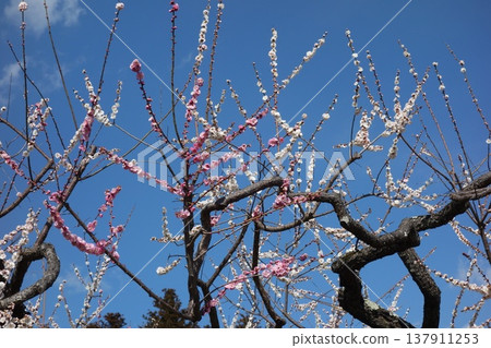Plum blossoms at Kairakuen Plum blossoms at Kairakuen 137911253