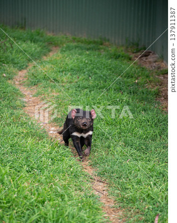 A cute Tasmanian Devil while running in wildlife conservation area in phillip island, Australia. Tasmanian devils are the world's largest carnivorous marsupials and among Australia's most beloved crea 137911387