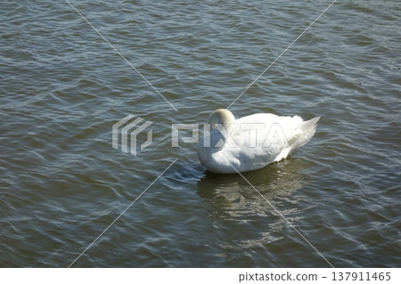 Swan Swan 137911465