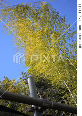 New leaves sprout from trees, shining brightly against the blue sky. 137911711