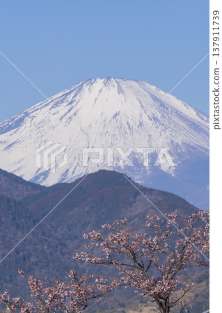 Fuji and Kawazu cherry tree Fuji and Kawazu cherry tree 137911739
