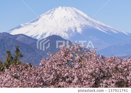 富士和河津櫻花 富士和河津櫻花 137911741