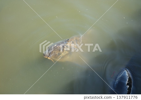 Carp of a pond 137911776