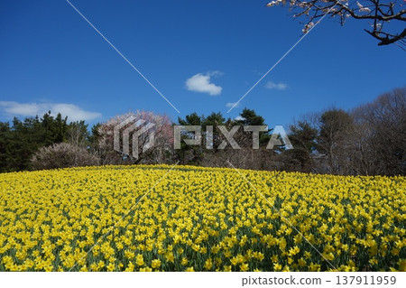 Narcissus field Narcissus field 137911959
