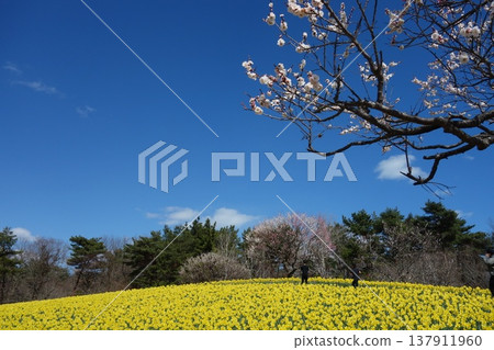 海濱公園裡的水仙花田 海濱公園裡的水仙花田 137911960