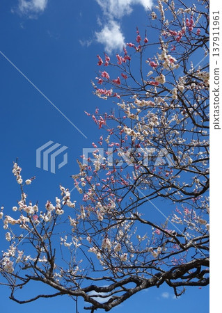 Plum blossom Plum blossom 137911961