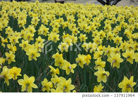 Narcissus field Narcissus field 137911964
