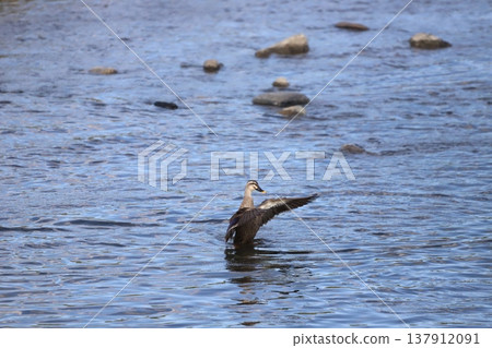 Ducks flapping their wings by the water Ducks flapping their wings by the water 137912091