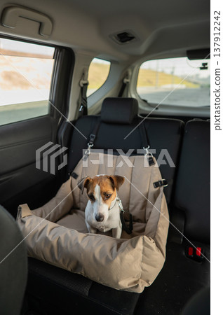 Jack Russell Terrier Dog in a Special Car Seat. Jack Russell Terrier Dog in a Special Car Seat. 137912242