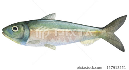 Sprat (Clupea sprattus). Watercolor illustration of isolated on a white background. Raw hand drawn sprat for printing, cookbook, signboard, menu, market, packaging Sprat (Clupea sprattus). Watercolor illustration of isolated on a white background. Raw hand drawn sprat for printing, cookbook, signboard, menu, market, packaging 137912251