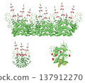 A herb garden full of natural charm, featuring basil and cherry sage. 137912270