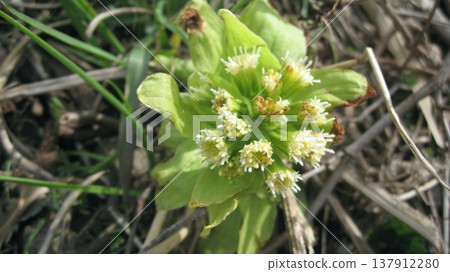 Fuquinot told spring Fuquinot told spring 137912280