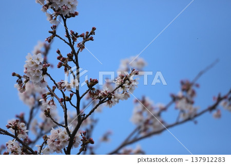 Cherry buds and flowers Cherry buds and flowers 137912283