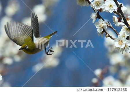 Meiro stopping at the plum branch Meiro stopping at the plum branch 137912288