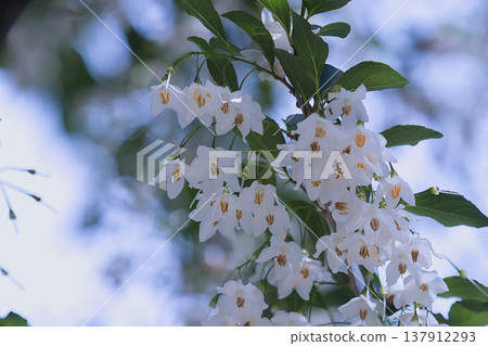 白Egonok花 137912293