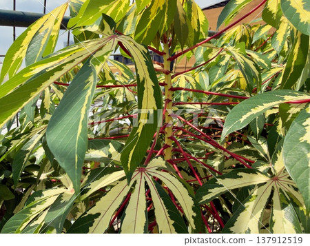 Cassava from the secret garden at Utama, Malaysia? 137912519