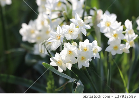 Daffodil flowers telling the spring 137912589