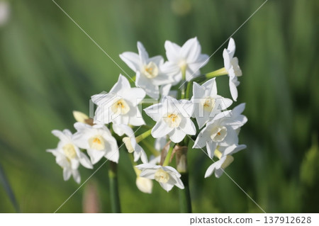 Daffodil flowers telling the spring 137912628