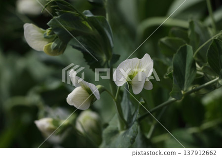 豌豆花 137912662