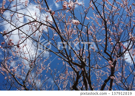 Plum blossom Plum blossom 137912819