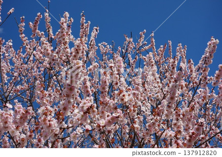 Plum blossom Plum blossom 137912820