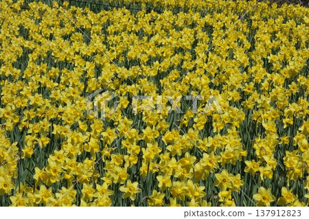Daffodils in the seaside park Daffodils in the seaside park 137912823