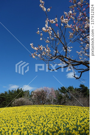 Daffodils and plum blossoms Daffodils and plum blossoms 137912824