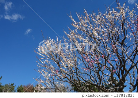 Plum blossom Plum blossom 137912825