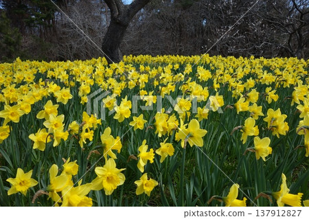 Daffodils in the seaside park Daffodils in the seaside park 137912827