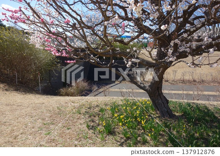 Plum blossom Plum blossom 137912876