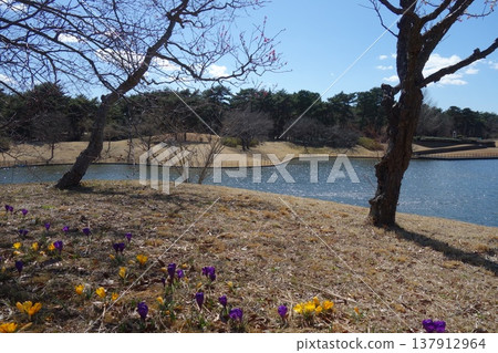 Crocus Crocus 137912964