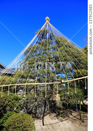 Yamamoto-tei: Snow-covered pine trees against a clear blue sky - a popular tourist spot in Shibamata, Katsushika. Yamamoto-tei: Snow-covered pine trees against a clear blue sky - a popular tourist spot in Shibamata, Katsushika. 137912985