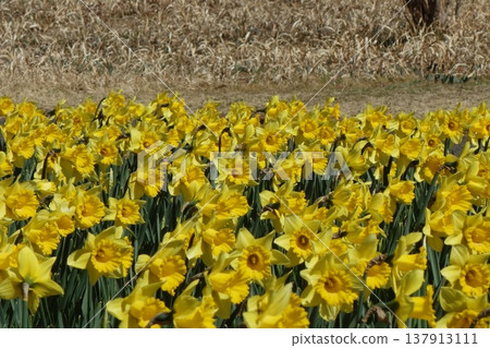Narcissus Narcissus 137913111