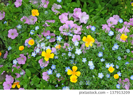 A colorful field of pink, blue, and orange flowers 137913209