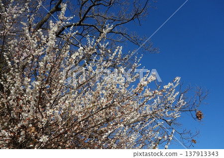 Plum blossom Plum blossom 137913343