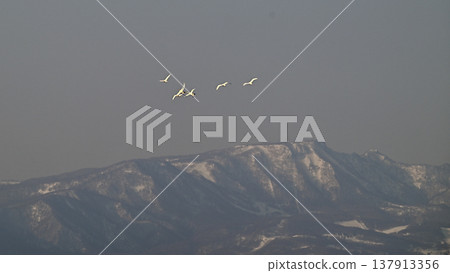 Swans flying against a backdrop of snow-capped mountains. 137913356
