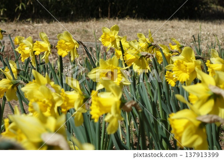 Daffodils facing this way Daffodils facing this way 137913399